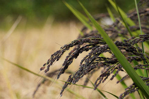 Edible Supplement! Specially Cultivated Black Rice Asamurasaki from the Tateyama Mountain Range