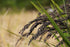 Edible Supplement! Specially Cultivated Black Rice Asamurasaki from the Tateyama Mountain Range