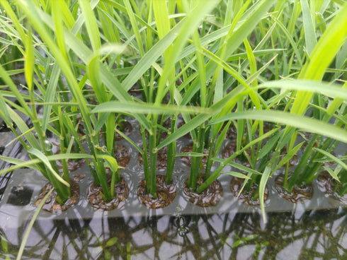 Bestseller! Northern Limit Koshihikari (Specially Cultivated Rice) 2024 Harvest