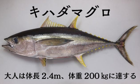 希少!無添加ツナ(きはだまぐろ)水煮